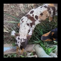 Chewy smooth coat , a male Miniature Dachshund for sale in Lucedale, MS – Photo 8 of 8