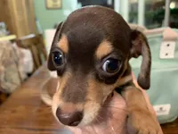 Chewy smooth coat , a male Miniature Dachshund for sale in Lucedale, MS – Photo 1 of 8