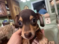 Chewy smooth coat , a male Miniature Dachshund for sale in Lucedale, MS – Photo 2 of 8