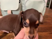 Chewy smooth coat , a male Miniature Dachshund for sale in Lucedale, MS – Photo 4 of 8