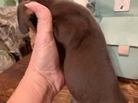 Chewy smooth coat , a male Miniature Dachshund for sale in Lucedale, MS – Photo 5 of 8