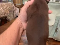 Chewy smooth coat , a male Miniature Dachshund for sale in Lucedale, MS – Photo 6 of 8