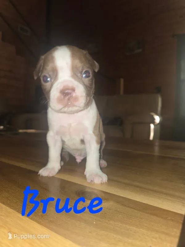 Bruce – Boston Terrier puppy for sale in Lucedale, MS
