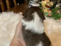 Ricky, a male Shih Tzu for sale in Lucedale, MS – 6 of 6