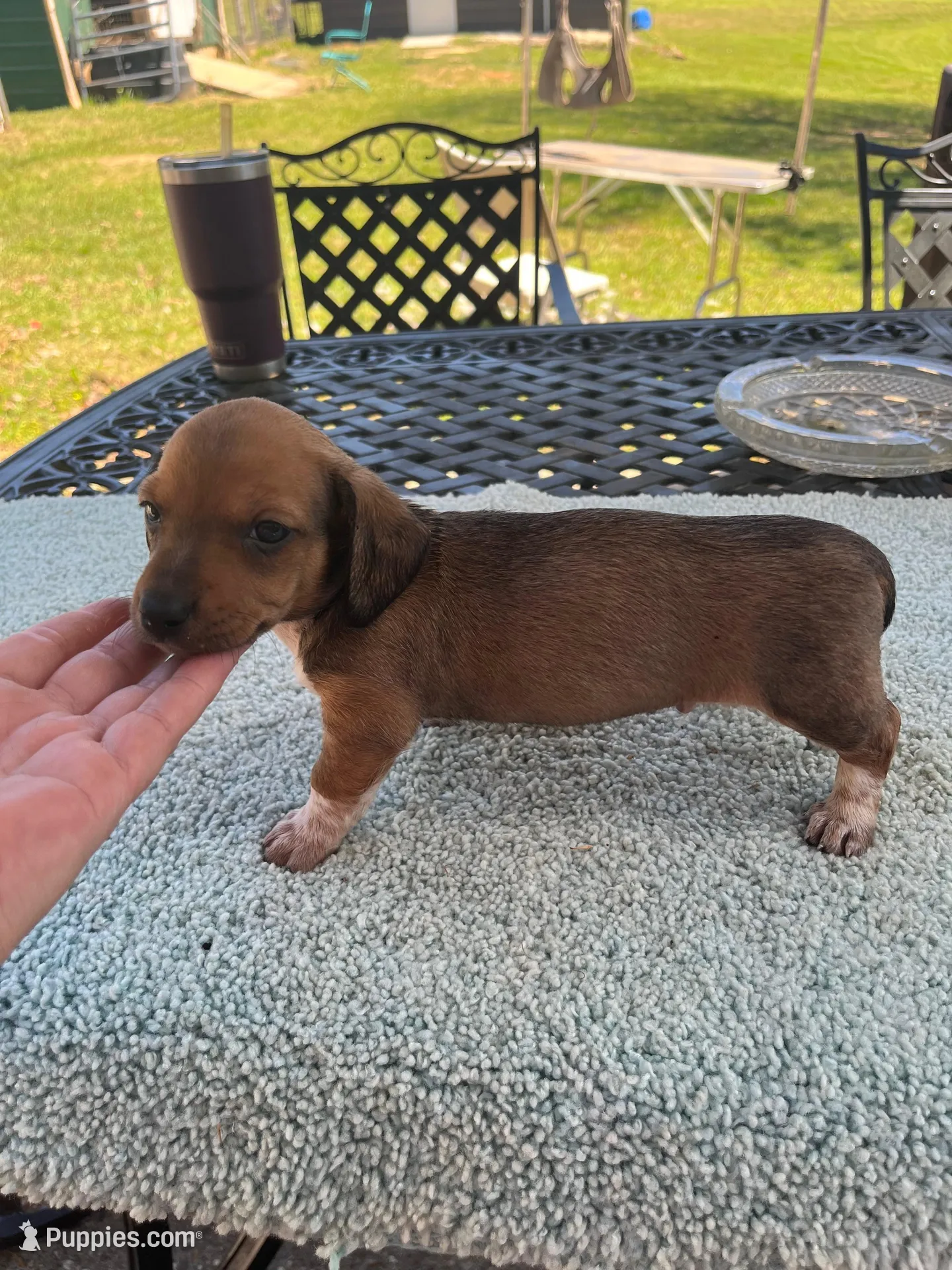 Willy shaded red piebald  – Miniature Dachshund puppy for sale in Lucedale, MS