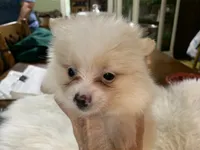 Leon t cup, a male Pomeranian for sale in Lucedale, MS – 3 of 10