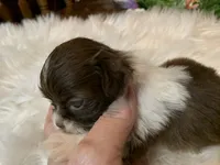 Coco, a female Shih Tzu for sale in Lucedale, MS – 7 of 7