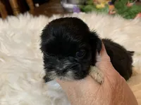 Tiny, a male Shih Tzu for sale in Lucedale, MS – 3 of 6