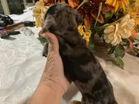 Drake , a male Miniature Dachshund for sale in Lucedale, MS – 3 of 9