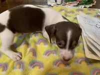 Chester-smooth coat, a male Miniature Dachshund for sale in Lucedale, MS – Photo 3 of 9