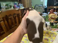 Chester-smooth coat, a male Miniature Dachshund for sale in Lucedale, MS – Photo 5 of 9