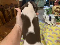 Chester-smooth coat, a male Miniature Dachshund for sale in Lucedale, MS – Photo 2 of 9