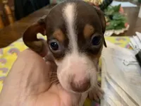 Chester-smooth coat, a male Miniature Dachshund for sale in Lucedale, MS – Photo 4 of 9