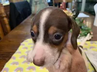 Chester-smooth coat, a male Miniature Dachshund for sale in Lucedale, MS – Photo 1 of 9