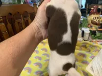 Chester-smooth coat, a male Miniature Dachshund for sale in Lucedale, MS – Photo 6 of 9