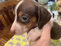 Chester-smooth coat, a male Miniature Dachshund for sale in Lucedale, MS – Photo 7 of 9