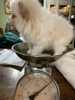 Leon t cup, a male Pomeranian for sale in Lucedale, MS – 7 of 10