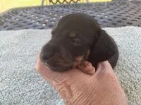 Beast. Smooth coat, a male Miniature Dachshund for sale in Lucedale, MS – Photo 1 of 10