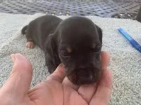 Beast. Smooth coat, a male Miniature Dachshund for sale in Lucedale, MS – Photo 2 of 10