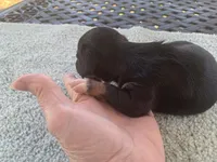 Beast. Smooth coat, a male Miniature Dachshund for sale in Lucedale, MS – Photo 5 of 10