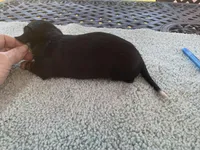 Beast. Smooth coat, a male Miniature Dachshund for sale in Lucedale, MS – Photo 7 of 10