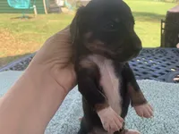 Beast. Smooth coat, a male Miniature Dachshund for sale in Lucedale, MS – Photo 4 of 10