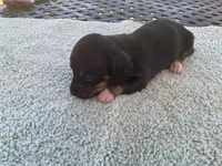 Beast. Smooth coat, a male Miniature Dachshund for sale in Lucedale, MS – Photo 8 of 10