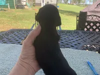 Beast. Smooth coat, a male Miniature Dachshund for sale in Lucedale, MS – Photo 6 of 10