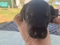 Beast. Smooth coat, a male Miniature Dachshund for sale in Lucedale, MS – Photo 3 of 10