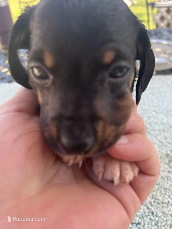 Beast. Smooth coat – Miniature Dachshund puppy on hold in Lucedale, MS