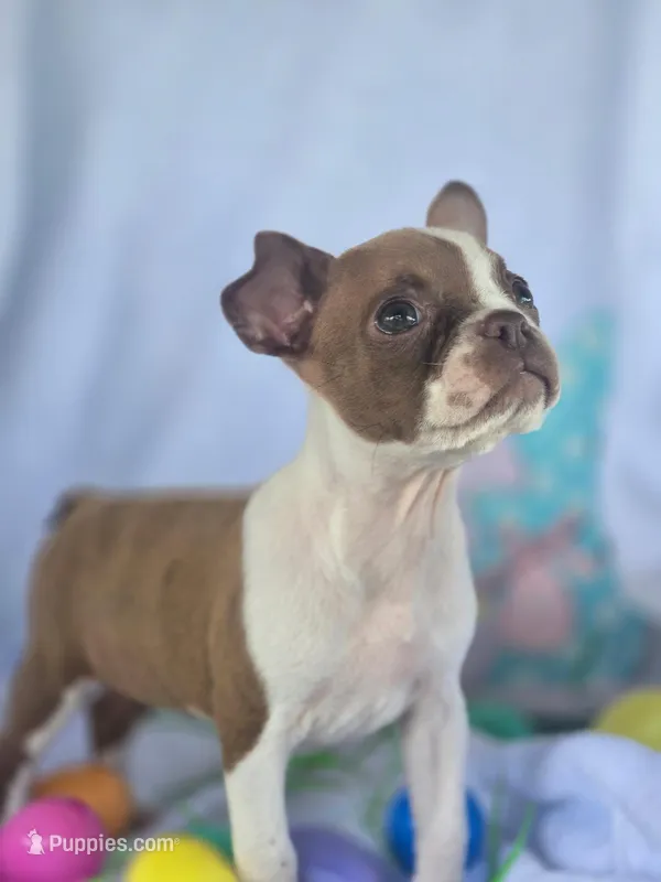 Carla  – Boston Terrier puppy for sale in Lucedale, MS