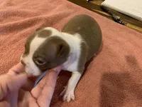 Carla , a female Boston Terrier for sale in Lucedale, MS – Photo 5 of 5