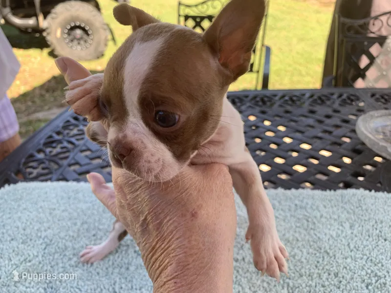Carla  – Boston Terrier puppy for sale in Lucedale, MS