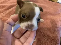 Carla , a female Boston Terrier for sale in Lucedale, MS – Photo 1 of 5