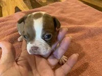 Carla , a female Boston Terrier for sale in Lucedale, MS – Photo 2 of 5