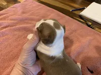 Carla , a female Boston Terrier for sale in Lucedale, MS – Photo 4 of 5