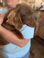 Long hair male, a male Miniature Dachshund for sale in Lucedale, MS – 9 of 10