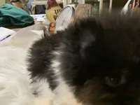 Rambo t/cup, a male Pomeranian for sale in Lucedale, MS – 8 of 10