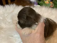 Ricky, a male Shih Tzu for sale in Lucedale, MS – 4 of 6