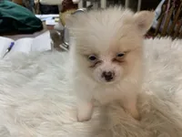 Leon t cup, a male Pomeranian for sale in Lucedale, MS – 5 of 10