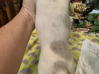 Luke-smooth coat, a male Miniature Dachshund for sale in Lucedale, MS – Photo 4 of 8