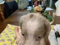 Luke-smooth coat, a male Miniature Dachshund for sale in Lucedale, MS – Photo 3 of 8