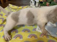 Luke-smooth coat, a male Miniature Dachshund for sale in Lucedale, MS – Photo 5 of 8