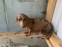 Luke-smooth coat, a male Miniature Dachshund for sale in Lucedale, MS – Photo 8 of 8