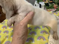 Luke-smooth coat, a male Miniature Dachshund for sale in Lucedale, MS – Photo 6 of 8