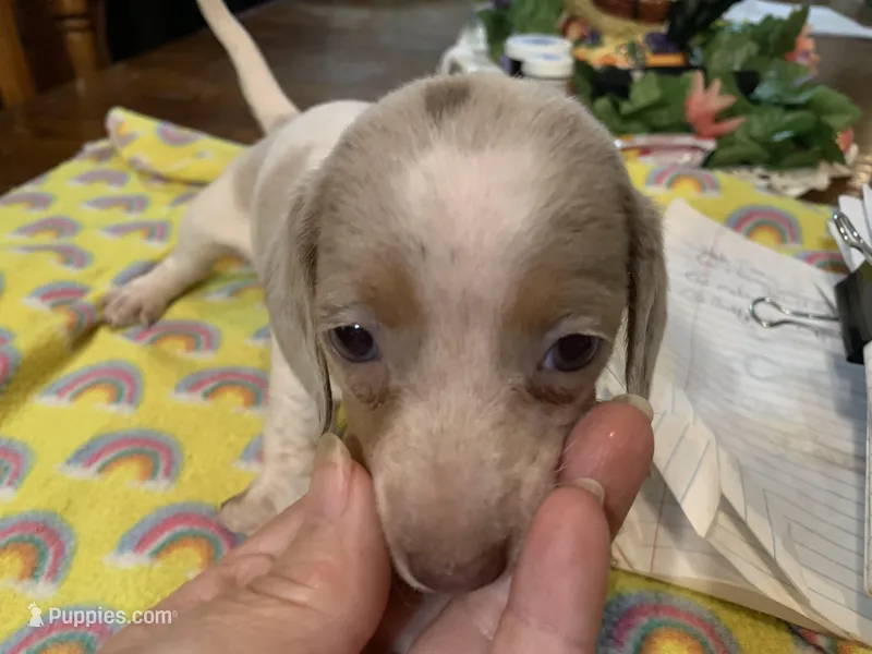 Luke-smooth coat – Miniature Dachshund puppy for sale in Lucedale, MS