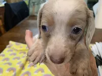 Luke-smooth coat, a male Miniature Dachshund for sale in Lucedale, MS – Photo 2 of 8