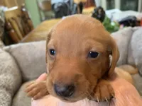 Mia. Smooth coat, a female Miniature Dachshund for sale in Lucedale, MS – Photo 1 of 7