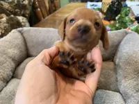 Mia. Smooth coat, a female Miniature Dachshund for sale in Lucedale, MS – Photo 3 of 7