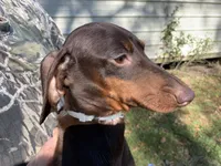 Mia. Smooth coat, a female Miniature Dachshund for sale in Lucedale, MS – Photo 6 of 7